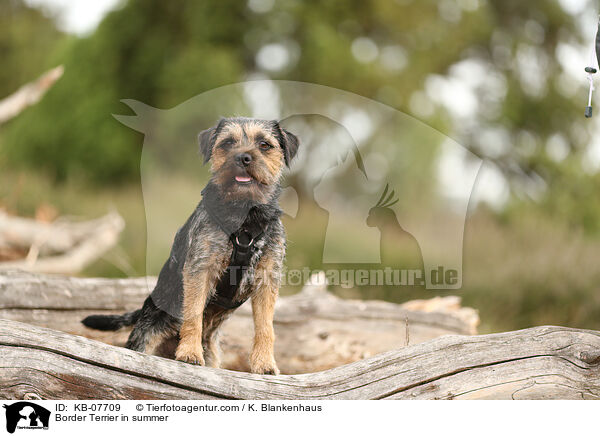 Border Terrier im Sommer / Border Terrier in summer / KB-07709