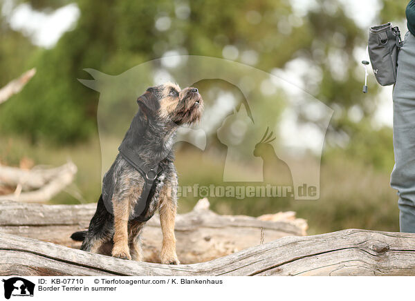 Border Terrier im Sommer / Border Terrier in summer / KB-07710