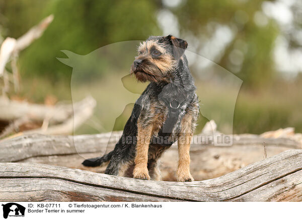 Border Terrier im Sommer / Border Terrier in summer / KB-07711