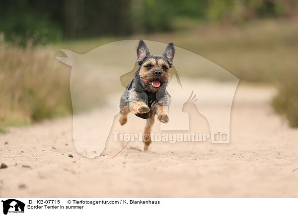 Border Terrier im Sommer / Border Terrier in summer / KB-07715