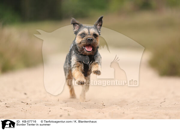 Border Terrier im Sommer / Border Terrier in summer / KB-07716