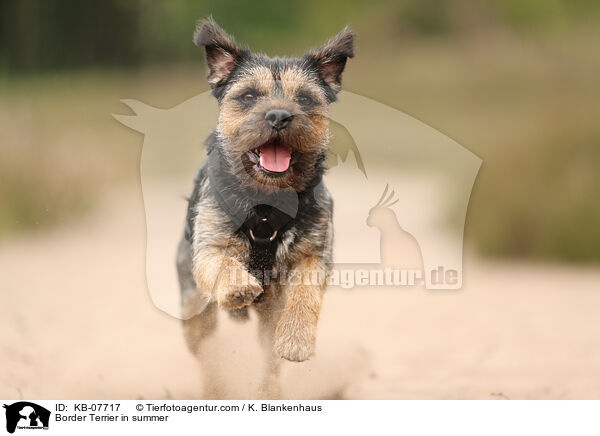 Border Terrier im Sommer / Border Terrier in summer / KB-07717