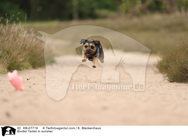 Border Terrier im Sommer / Border Terrier in summer / KB-07719