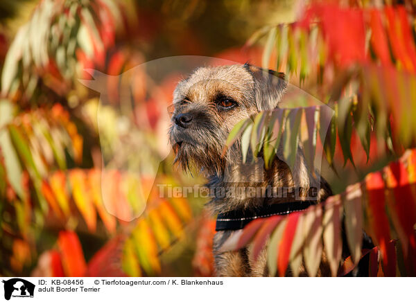 ausgewachsener Border Terrier / adult Border Terrier / KB-08456