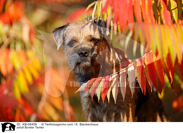 ausgewachsener Border Terrier / adult Border Terrier / KB-08458