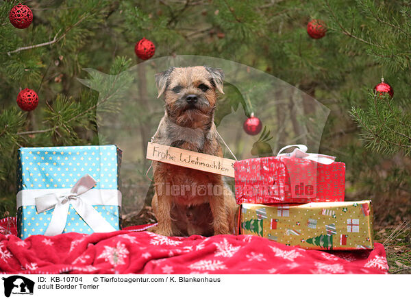 ausgewachsener Border Terrier / adult Border Terrier / KB-10704