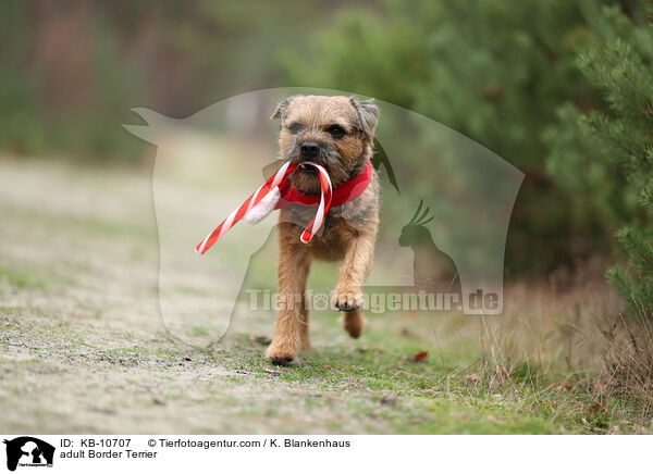 ausgewachsener Border Terrier / adult Border Terrier / KB-10707