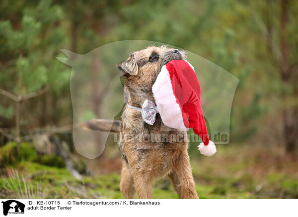 ausgewachsener Border Terrier / adult Border Terrier / KB-10715