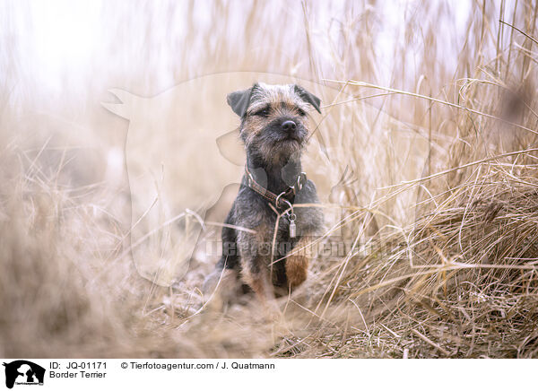 Border Terrier / Border Terrier / JQ-01171