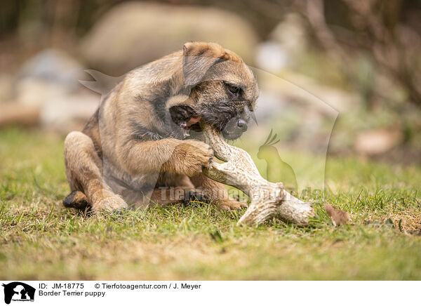 Border Terrier puppy / JM-18775