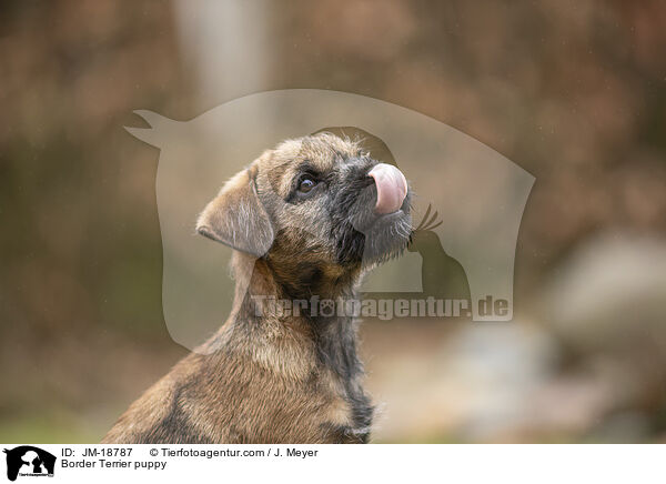 Border Terrier puppy / JM-18787