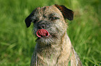 Border Terrier Portrait