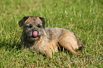 lying Border Terrier