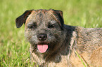 Border Terrier Portrait