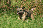 running Border Terrier