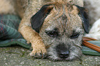 Border Terrier Portrait