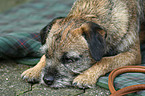 sleeping Border Terrier