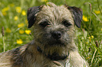 Border Terrier Portrait