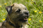 Border Terrier Portrait