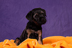 Border Terrier Puppy