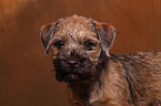 Border Terrier Puppy