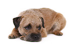 lying Border Terrier