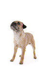 standing Border Terrier