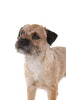 Border Terrier Portrait