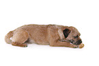 lying Border Terrier