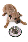 lying Border Terrier