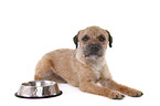 lying Border Terrier