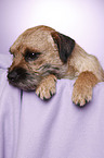 Border Terrier