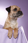 Border Terrier