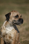 Border Terrier Portrait