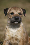 Border Terrier Portrait