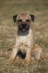 sitting Border Terrier