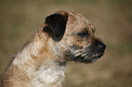 Border Terrier Portrait