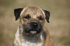 Border Terrier Portrait