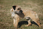 standing Border Terrier