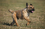 running Border Terrier