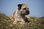 lying Border Terrier