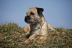 lying Border Terrier