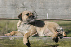 lying Border Terrier