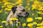 Border Terrier Portrait