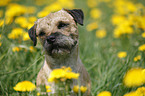 Border Terrier Portrait