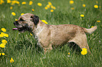 Border Terrier