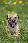 lying Border Terrier