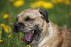 Border Terrier Portrait