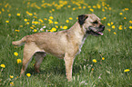 Border Terrier