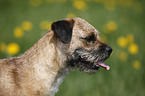 Border Terrier Portrait